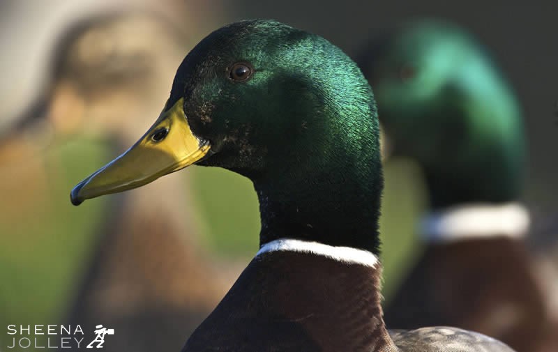 It's a Quacker.jpg - 